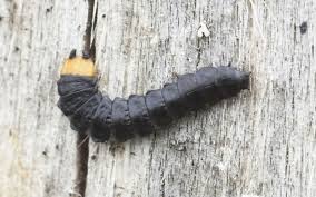 Attēlu rezultāti vaicājumam “Lygistopterus sanguineus larva”