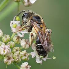 Attēlu rezultāti vaicājumam “Andrena”