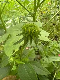 Attēlu rezultāti vaicājumam “Echinacea purpurea bud”