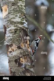 Attēlu rezultāti vaicājumam “Dendrocopos leucotos male”