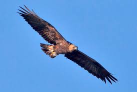 Attēlu rezultāti vaicājumam “Aquila chrysaetos adult”