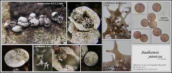 Attēlu rezultāti vaicājumam “Badhamia panicea spores”