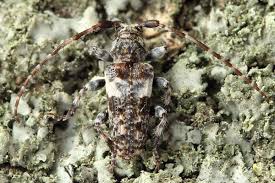 Attēlu rezultāti vaicājumam “Pogonocherus hispidulus”