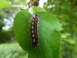Attēlu rezultāti vaicājumam “Euproctis similis”