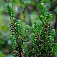 Attēlu rezultāti vaicājumam “Empetrum nigrum leaf”