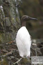 Image result for Uria aalge