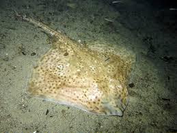 Image result for Raja polystigma