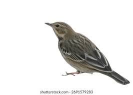 Image result for Anthus cervinus