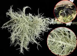 Attēlu rezultāti vaicājumam “Usnea subfloridana”