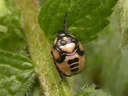 Attēlu rezultāti vaicājumam “Tritomegas bicolor nymph”