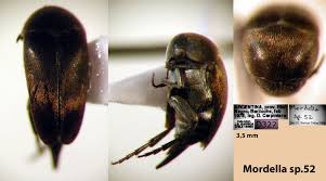 Attēlu rezultāti vaicājumam “Mordella sp.”