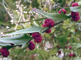 Image result for chenopodium foliosum