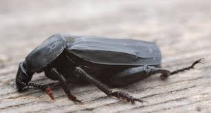 Attēlu rezultāti vaicājumam “Necrodes littoralis”