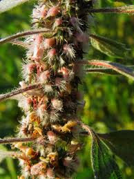 Attēlu rezultāti vaicājumam “Leonurus quinquelobatus”