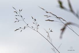 Attēlu rezultāti vaicājumam “Agrostis capillaris”