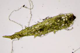 Attēlu rezultāti vaicājumam “Ephemerum serratum”