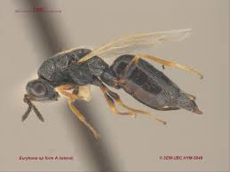 Attēlu rezultāti vaicājumam “Eurydema dominulus imago”