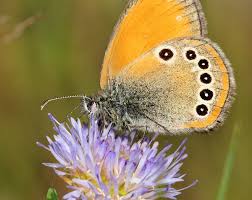 Attēlu rezultāti vaicājumam “Coenonympha glycerion”