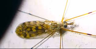 Attēlu rezultāti vaicājumam “Neottiura bimaculata female”