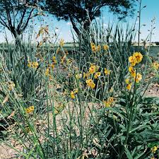 Attēlu rezultāti vaicājumam “Calamagrostis purpurea flower”