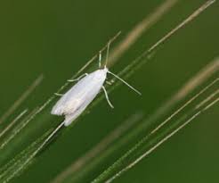 Attēlu rezultāti vaicājumam “Elachistidae”