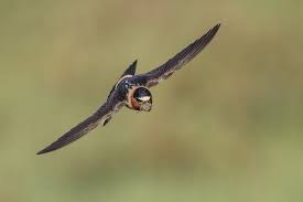 Image result for Plymouth Swallows Gc