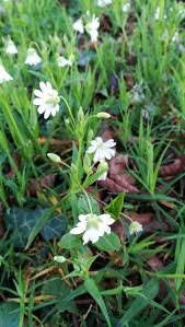 Attēlu rezultāti vaicājumam “Stellaria palustris”