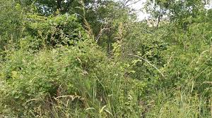 Attēlu rezultāti vaicājumam “Bromopsis inermis”