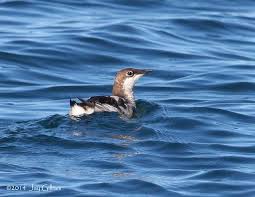 Image result for Brachyramphus perdix