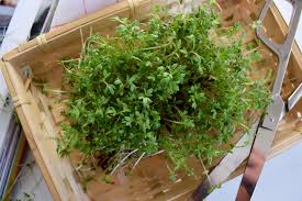 Image result for Gartenkresse