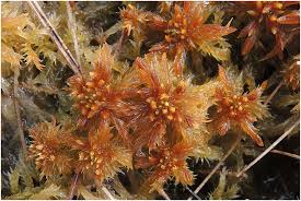 Attēlu rezultāti vaicājumam “Harpanthus flotovianus cells”