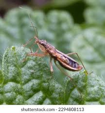 Attēlu rezultāti vaicājumam “Nabis limbatus”