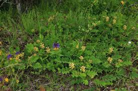 Attēlu rezultāti vaicājumam “Astragalus glycyphyllos flower”