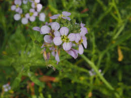 Attēlu rezultāti vaicājumam “Cakile maritima subsp. baltica flower”