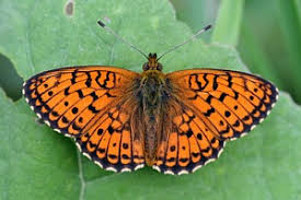 Attēlu rezultāti vaicājumam “Brenthis ino”