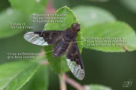 Attēlu rezultāti vaicājumam “Hemipenthes morio”