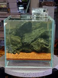 Attēlu rezultāti vaicājumam “Leptodictyum riparium sporophyte”