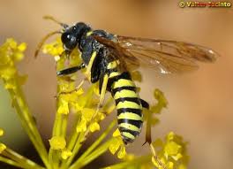 Attēlu rezultāti vaicājumam “Tenthredo mandibularis”