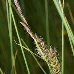 Attēlu rezultāti vaicājumam “Carex lasiocarpa leaf”