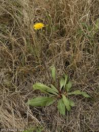 Attēlu rezultāti vaicājumam “Crepis biennis leaf”