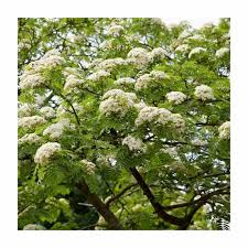 Attēlu rezultāti vaicājumam “Sorbus aucuparia flower”