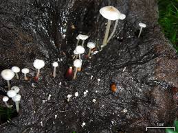 Attēlu rezultāti vaicājumam “Collybia tuberosa”