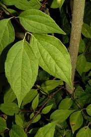 Attēlu rezultāti vaicājumam “Philadelphus coronarius leaf”