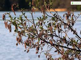 Attēlu rezultāti vaicājumam “Alnus glutinosa flower”