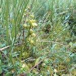 Attēlu rezultāti vaicājumam “Scheuchzeria palustris fruit”