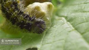 Attēlu rezultāti vaicājumam “Pieris brassicae larva”