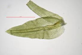 Attēlu rezultāti vaicājumam “Barbula convoluta sporophyte”