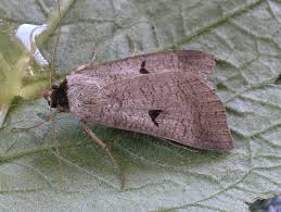 Attēlu rezultāti vaicājumam “Lygephila pastinum”