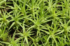 Attēlu rezultāti vaicājumam “Polytrichum commune var. perigoniale”