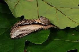 Attēlu rezultāti vaicājumam “Pheosia tremula”